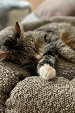 Hundbädd/Kattbädd|Jotex OBI Hundbädd/kattbädd Brun