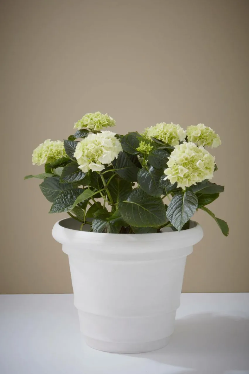 Utekrukor|Krukor|Jotex POLLY Utomhuskruka ø 38 Cm Vit