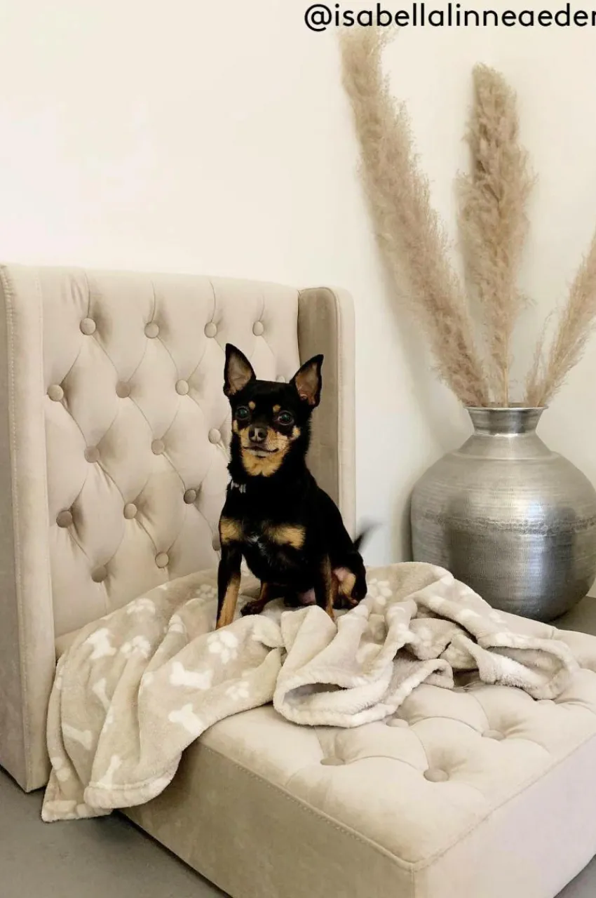 Hundbädd/Kattbädd|Jotex SKENE LYX Hundbädd/kattbädd Beige